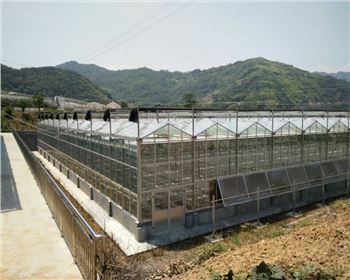 河北連棟溫室大棚案例